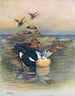 Eider à tête grise II - Otto Murray Dixon — weergave van het kunstwerk