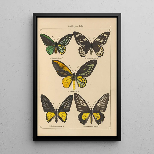 Exotic butterflies painting Pl001 - Otto Staudinger — framed artwork on a wall