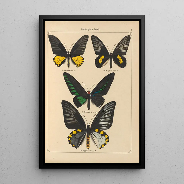 Exotic butterflies Pl002 - Otto Staudinger — framed artwork on a wall