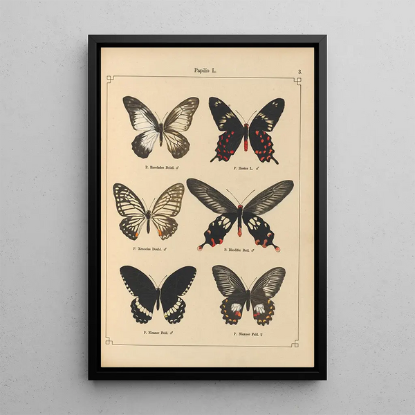 Exotic butterflies painting Pl003 - Otto Staudinger — framed artwork on a wall