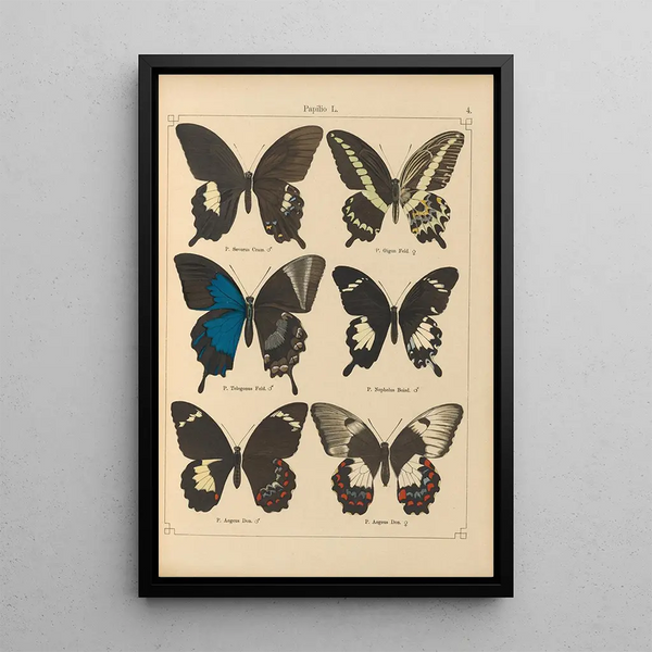 Exotic butterflies painting Pl004 - Otto Staudinger — framed artwork on a wall