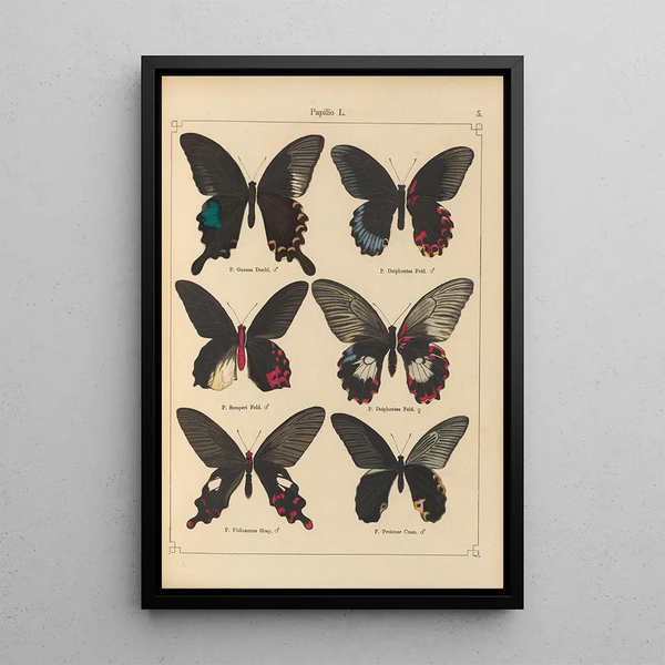 Exotic butterflies painting Pl005 - Otto Staudinger — framed artwork on a wall