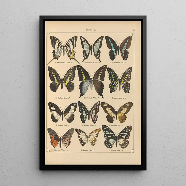 Exotic butterflies painting Pl006 - Otto Staudinger — framed artwork on a wall