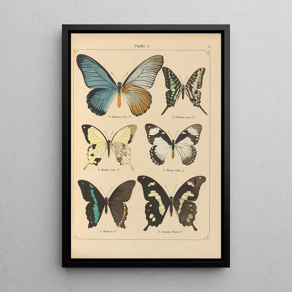 Exotic butterflies painting Pl007 - Otto Staudinger — framed artwork on a wall
