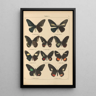 Otto Staudinger - Exotische schmetterlinge Pl008.webp