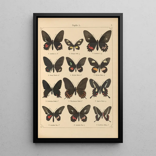 Exotic butterflies painting Pl009 - Otto Staudinger — framed artwork on a wall