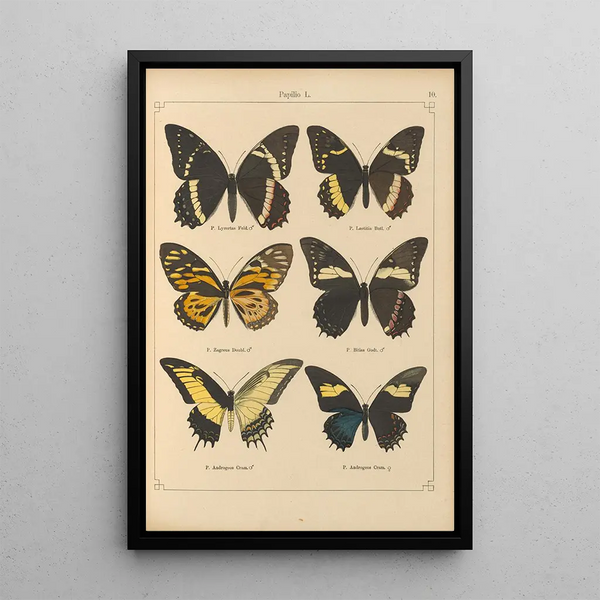 Exotic butterflies painting Pl010 - Otto Staudinger — framed artwork on a wall
