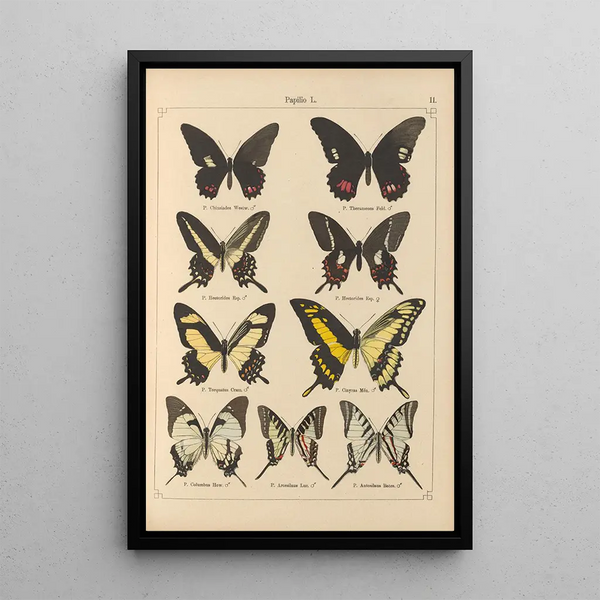 Exotic butterflies painting Pl011 - Otto Staudinger — framed artwork on a wall