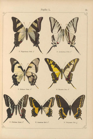 Otto Staudinger - Exotische schmetterlinge Pl012.webp