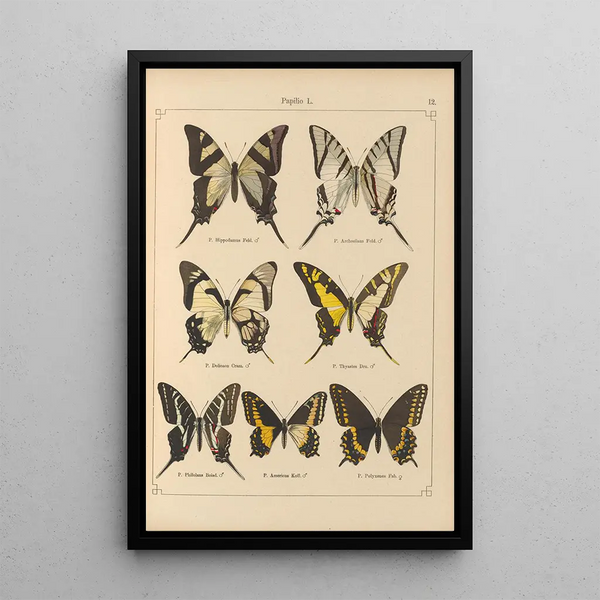 Exotic butterflies painting Pl012 - Otto Staudinger — framed artwork on a wall
