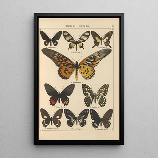 Otto Staudinger - Exotische schmetterlinge Pl013.webp