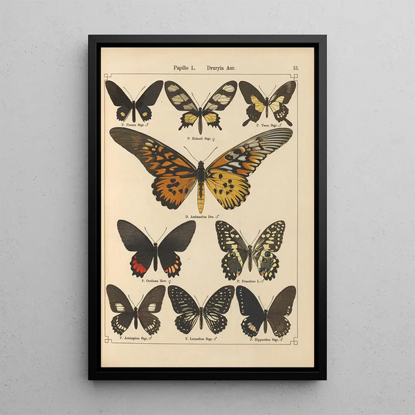 Exotic butterflies painting Pl013 - Otto Staudinger — framed artwork on a wall
