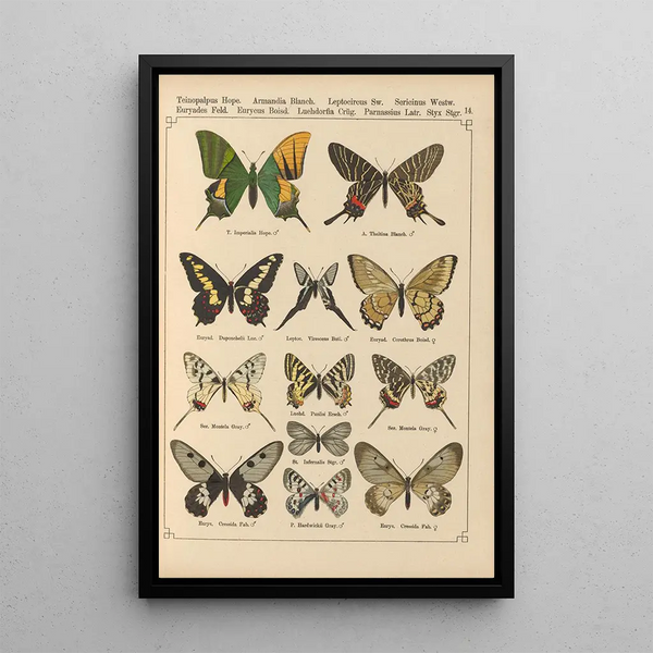 Exotic butterflies painting Pl014 - Otto Staudinger — framed artwork on a wall