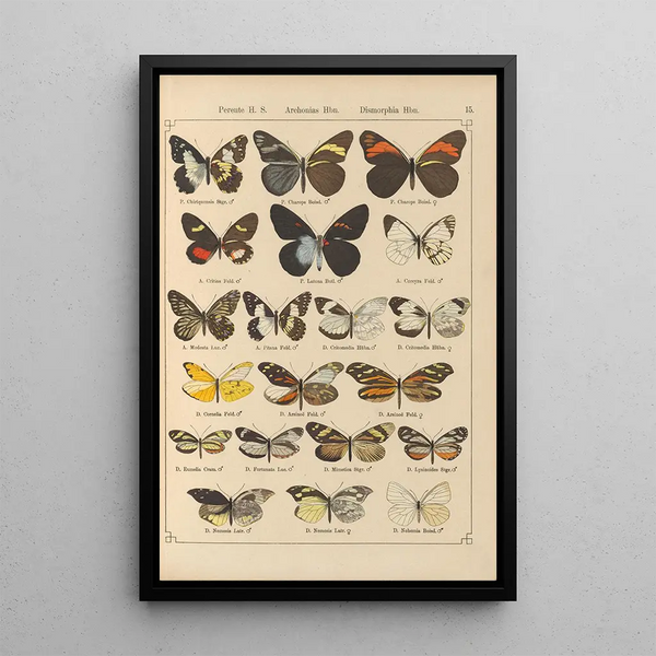 Exotic butterflies painting Pl015 - Otto Staudinger — framed artwork on a wall