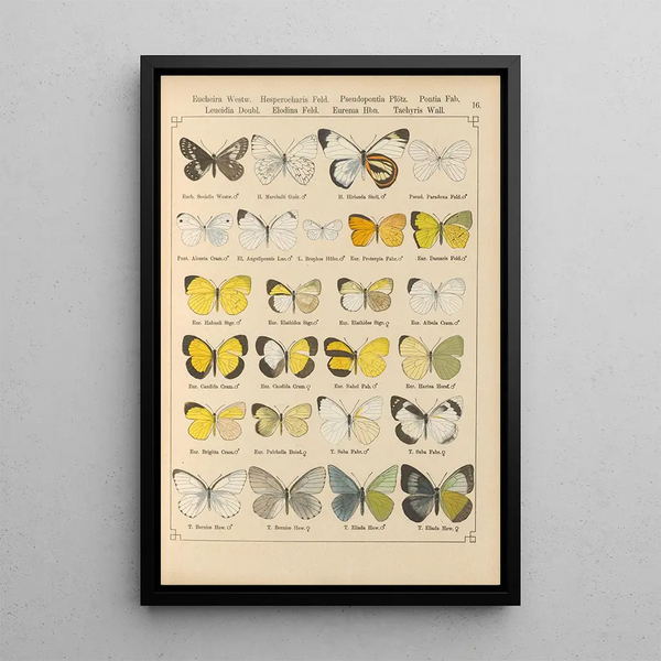 Exotic butterflies painting Pl016 - Otto Staudinger — framed artwork on a wall