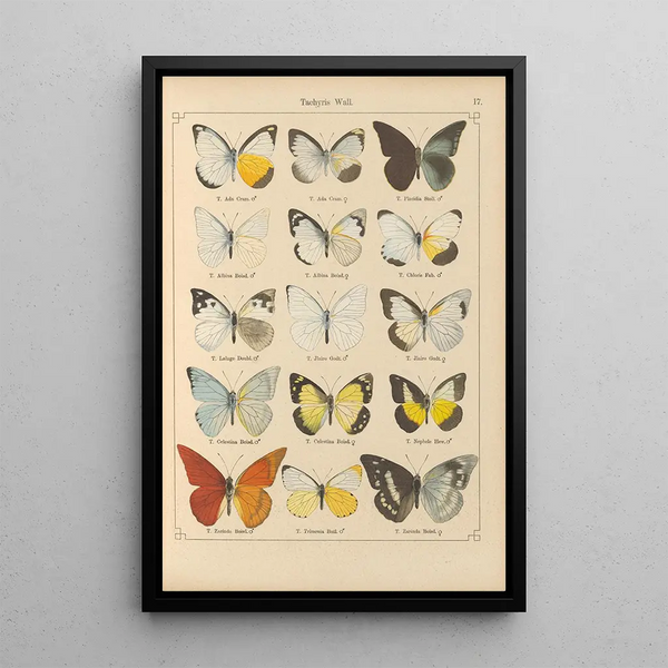 Exotic butterflies painting Pl017 - Otto Staudinger — framed artwork on a wall
