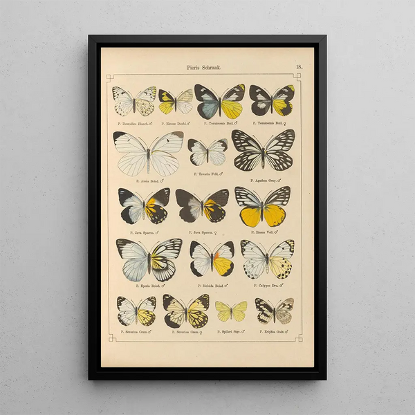 Exotic butterflies painting Pl018 - Otto Staudinger — framed artwork on a wall