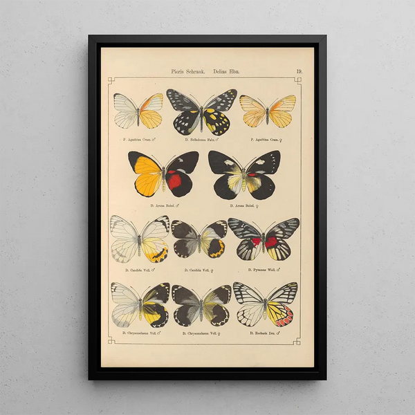 Exotic butterflies painting Pl019 - Otto Staudinger — framed artwork on a wall