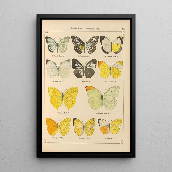 Exotic butterflies painting Pl021 - Otto Staudinger — framed artwork on a wall