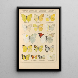 Otto Staudinger - Exotische schmetterlinge Pl022.webp