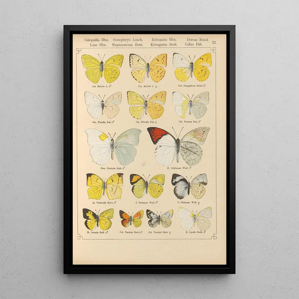 Exotic butterflies painting Pl022 - Otto Staudinger — framed artwork on a wall