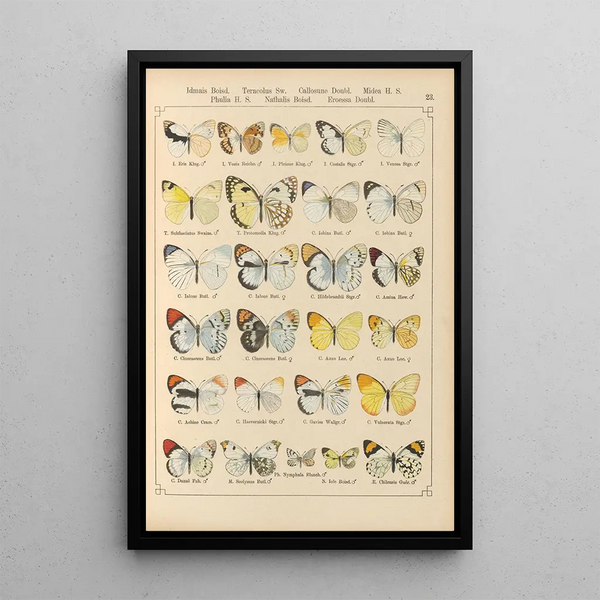 Exotic butterflies painting Pl023 - Otto Staudinger — framed artwork on a wall