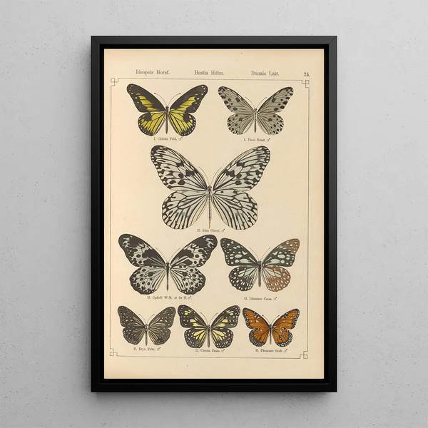 Exotic butterflies painting Pl024 - Otto Staudinger — framed artwork on a wall