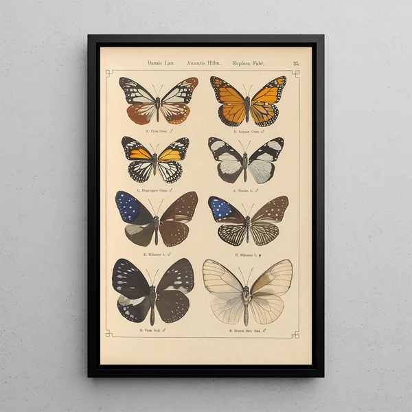 Exotic butterflies painting Pl025 - Otto Staudinger — framed artwork on a wall