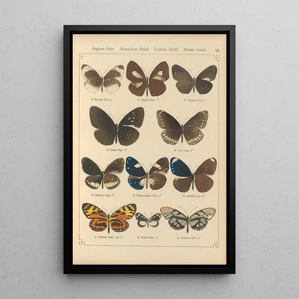 Exotic butterflies painting Pl026 - Otto Staudinger — framed artwork on a wall