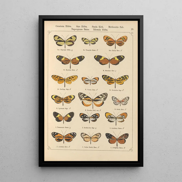 Exotic butterflies painting Pl028 - Otto Staudinger — framed artwork on a wall