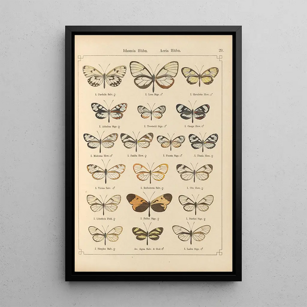 Exotic butterflies painting Pl029 - Otto Staudinger — framed artwork on a wall