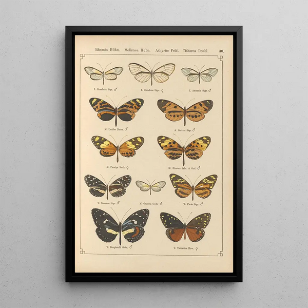 Exotic butterflies painting Pl030 - Otto Staudinger — framed artwork on a wall