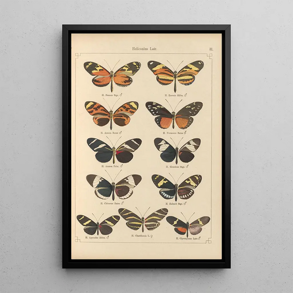 Papillons exotiques Pl031 - Otto Staudinger — ingelijst kunstwerk aan de muur