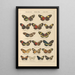 Papillons exotiques Pl032 - Otto Staudinger — ingelijst kunstwerk aan de muur