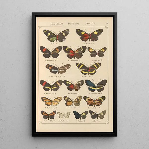 Papillons exotiques Pl032 - Otto Staudinger — ingelijst kunstwerk aan de muur