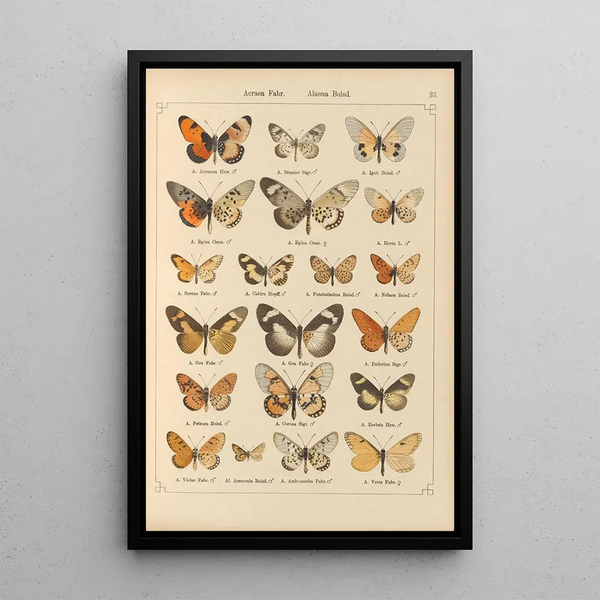 Papillons exotiques Pl033 - Otto Staudinger — ingelijst kunstwerk aan de muur