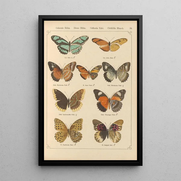 Papillons exotiques Pl034 - Otto Staudinger — ingelijst kunstwerk aan de muur