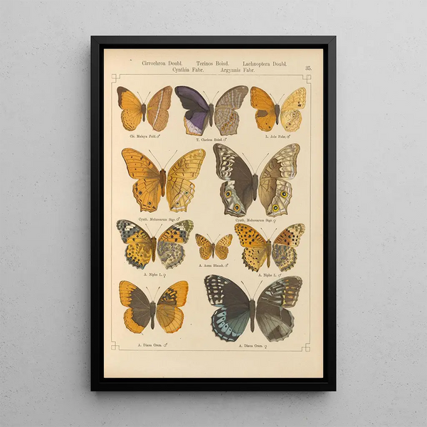 Papillons exotiques Pl035 - Otto Staudinger — ingelijst kunstwerk aan de muur