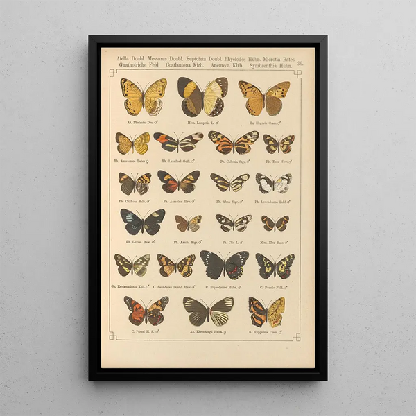 Papillons exotiques Pl036 - Otto Staudinger — ingelijst kunstwerk aan de muur