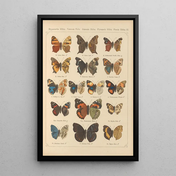 Papillons exotiques Pl037 - Otto Staudinger — ingelijst kunstwerk aan de muur