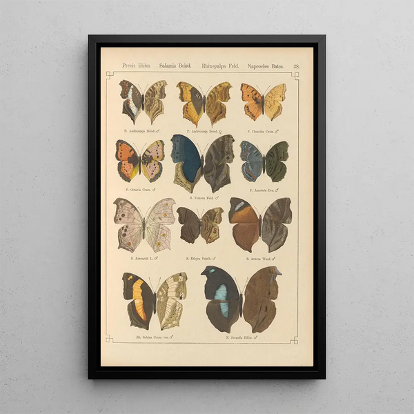 Papillons exotiques Pl038 - Otto Staudinger — ingelijst kunstwerk aan de muur