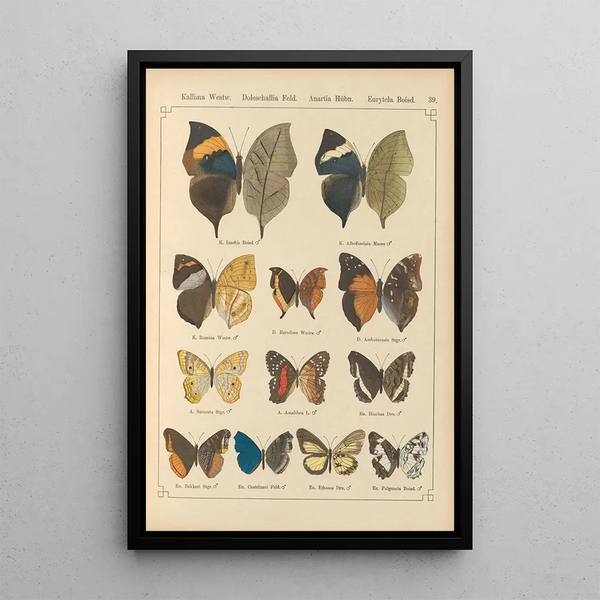 Papillons exotiques Pl039 - Otto Staudinger — ingelijst kunstwerk aan de muur