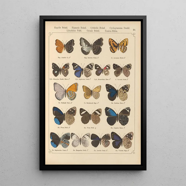 Papillons exotiques Pl040 - Otto Staudinger — ingelijst kunstwerk aan de muur
