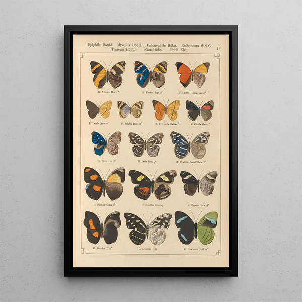 Papillons exotiques Pl041 - Otto Staudinger — ingelijst kunstwerk aan de muur