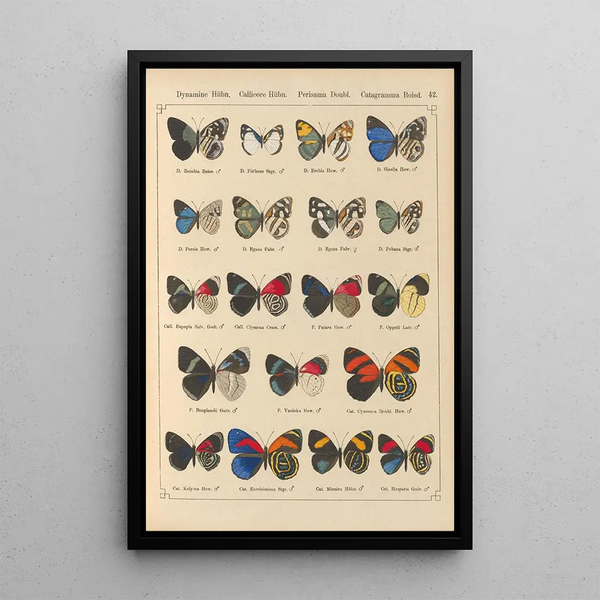 Papillons exotiques Pl042 - Otto Staudinger — ingelijst kunstwerk aan de muur
