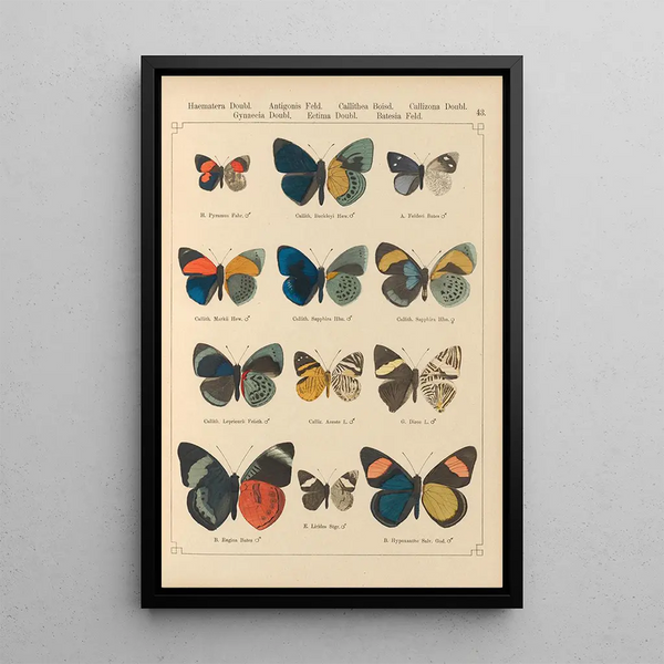 Papillons exotiques Pl043 - Otto Staudinger — ingelijst kunstwerk aan de muur