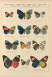 Papillons exotiques Pl043 - Otto Staudinger — weergave van het kunstwerk