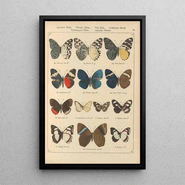Papillons exotiques Pl044 - Otto Staudinger — ingelijst kunstwerk aan de muur