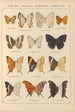 Papillons exotiques Pl045 - Otto Staudinger — weergave van het kunstwerk