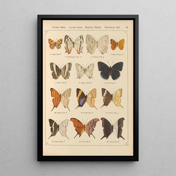 Papillons exotiques Pl045 - Otto Staudinger — ingelijst kunstwerk aan de muur
